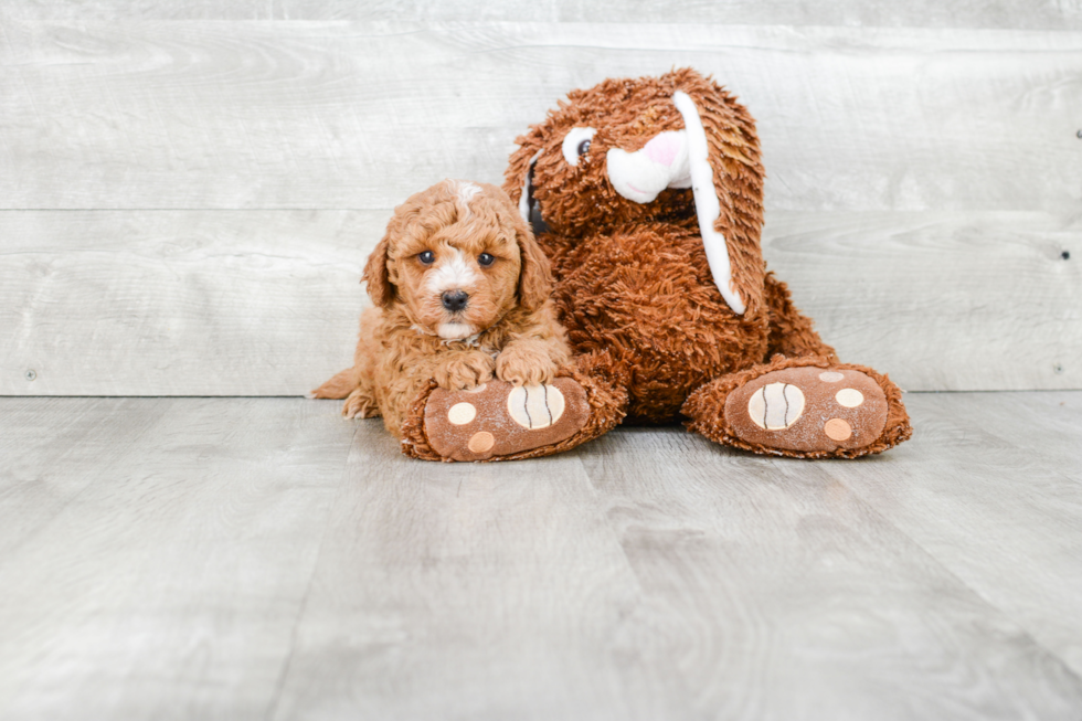 Happy Cavapoo Baby