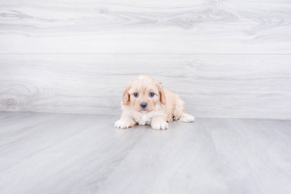 Smart Cavachon Designer Pup