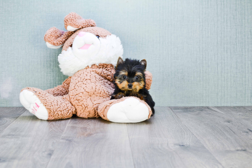 Meet Heidi - our Yorkshire Terrier Puppy Photo 