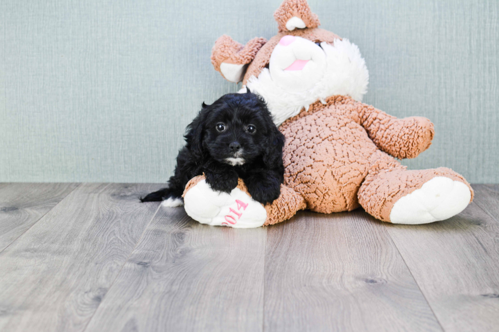 Small Cavapoo Baby