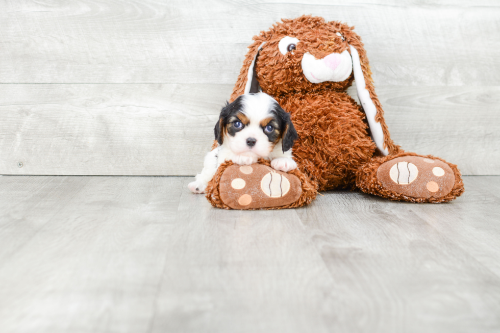 Cavalier King Charles Spaniel Puppy for Adoption