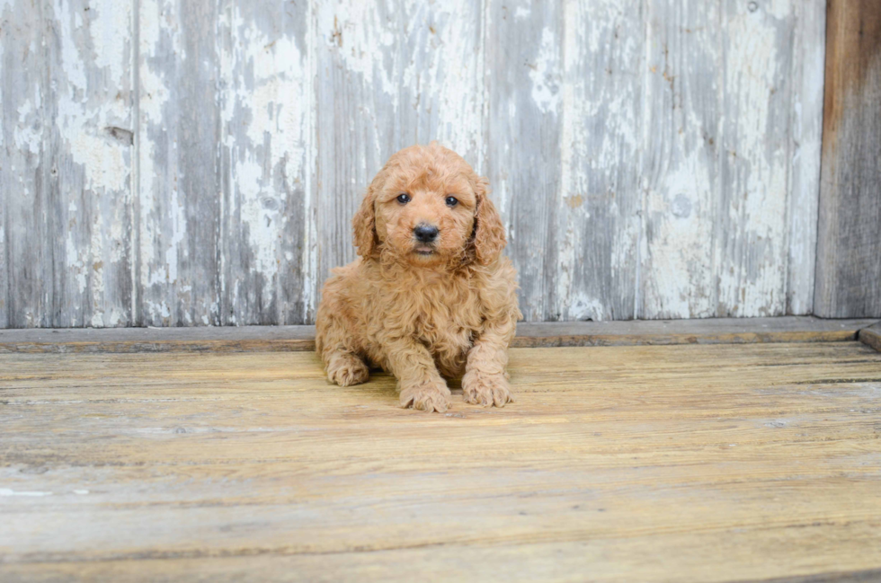 Best Mini Goldendoodle Baby