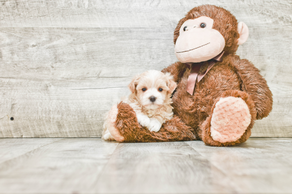 Maltipoo Pup Being Cute