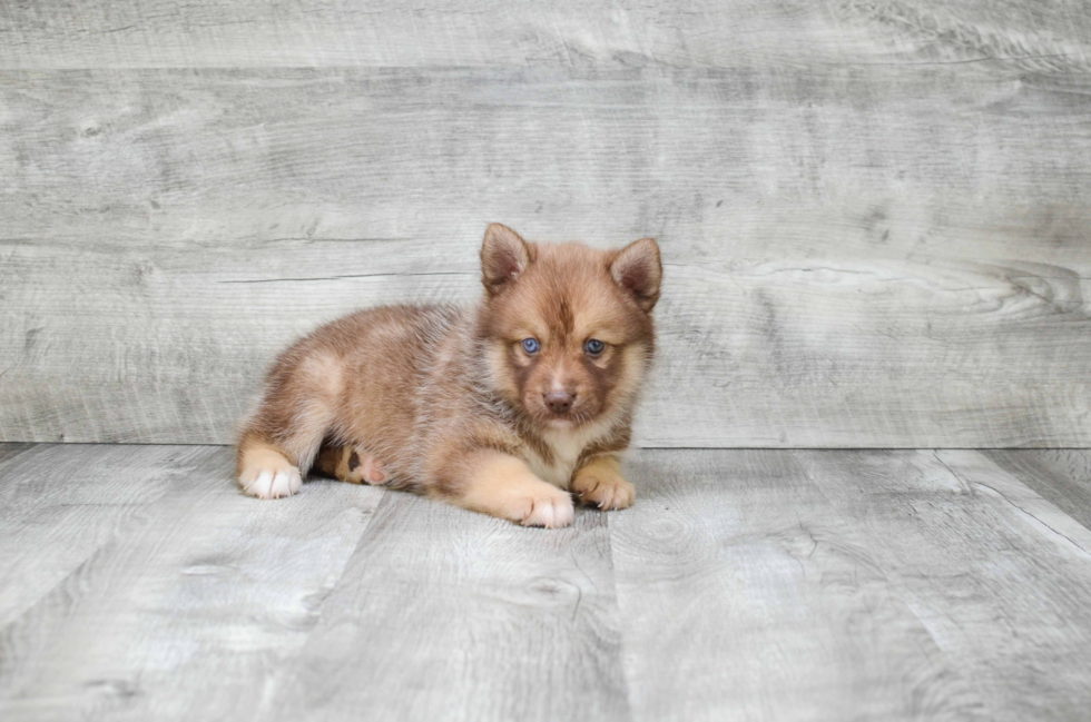 Petite Pomsky Designer Pup