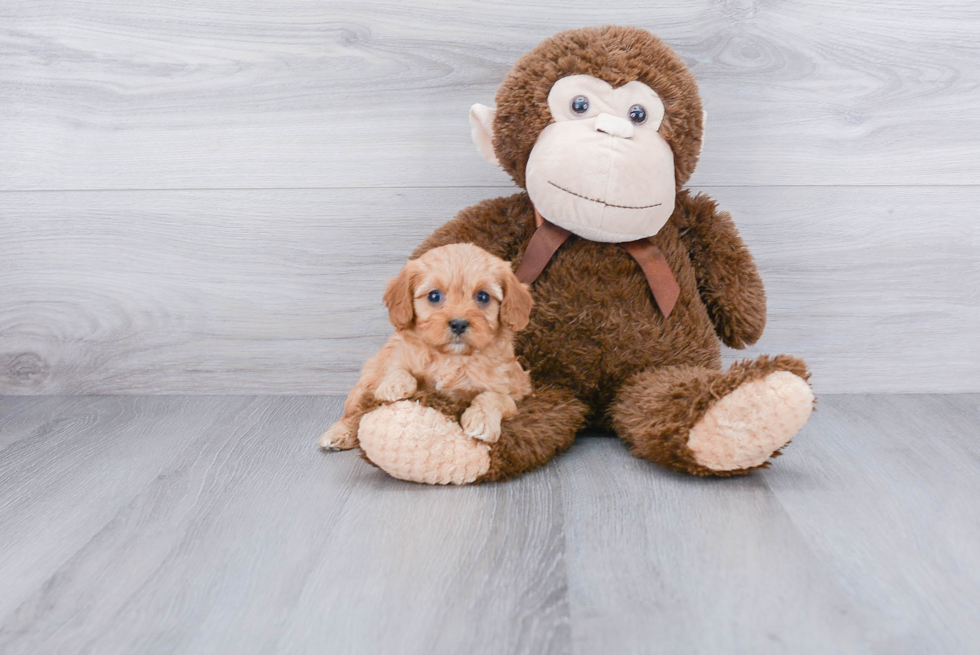 Cavapoo Pup Being Cute