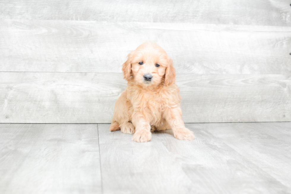 Mini Goldendoodle Puppy for Adoption