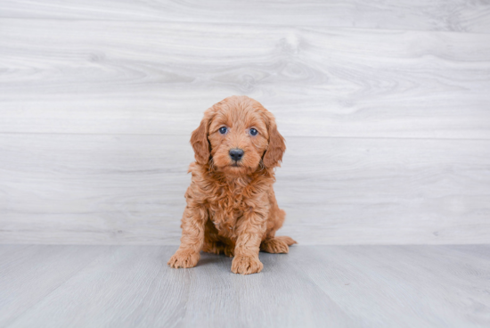 Smart Mini Goldendoodle Poodle Mix Pup