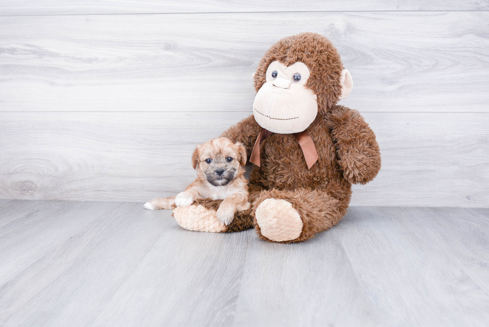 Hypoallergenic Yorkie Designer Puppy