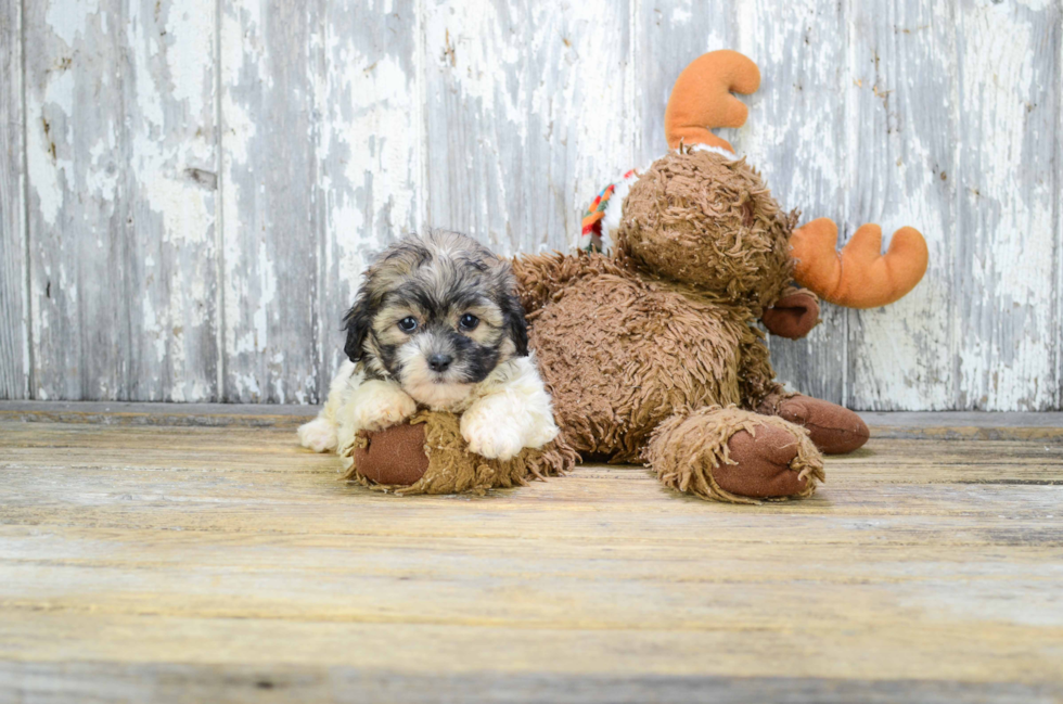 Playful Shichon Designer Puppy