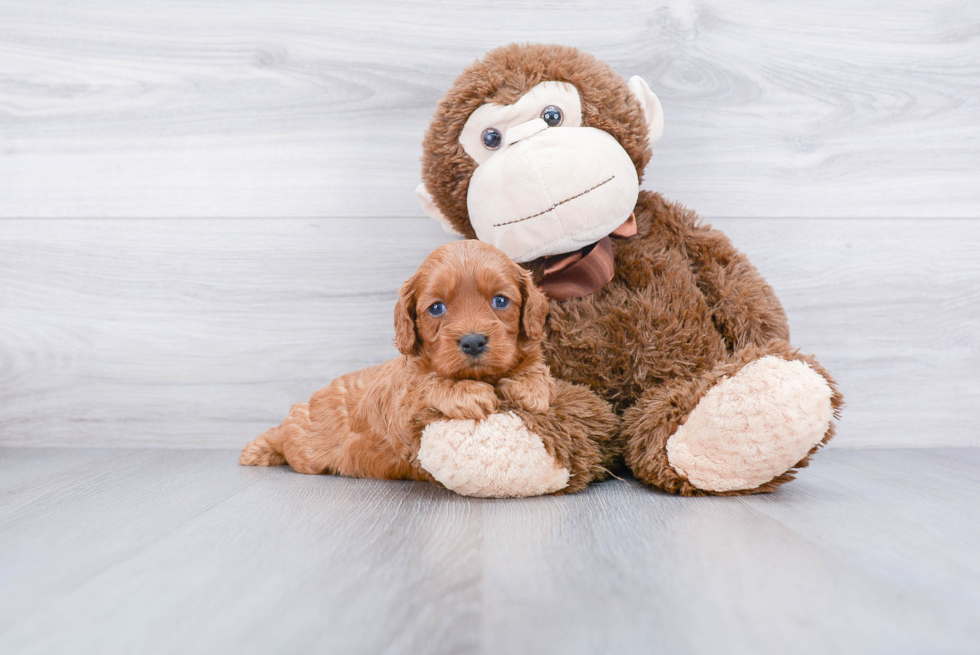 Best Cavapoo Baby