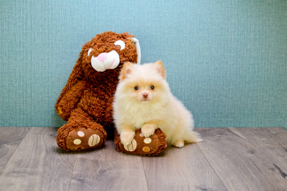 Best Pomeranian Baby