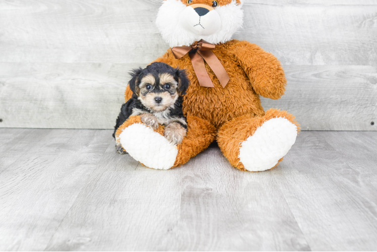 Small Morkie Baby
