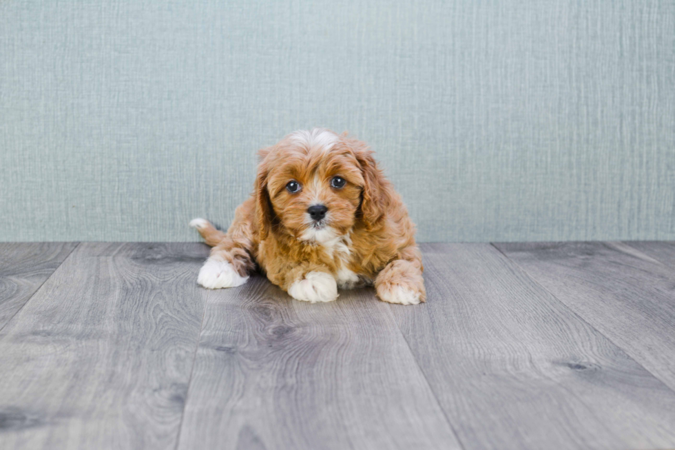 Smart Cavapoo Poodle Mix Pup