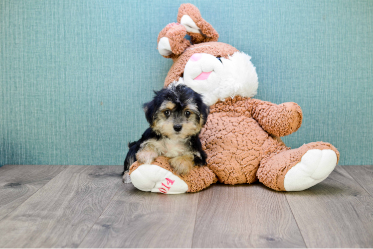 Morkie Puppy for Adoption