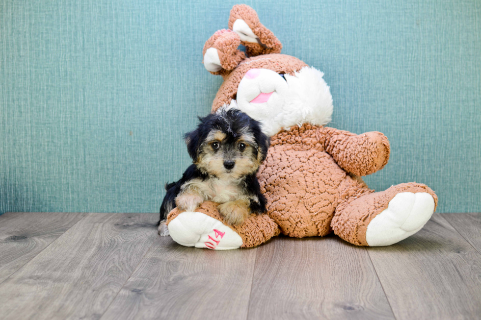 Morkie Puppy for Adoption