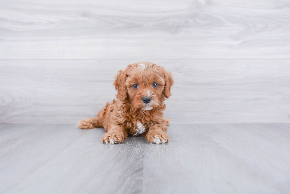 Small Cavapoo Baby