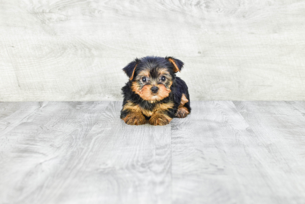 Meet Avery - our Yorkshire Terrier Puppy Photo 