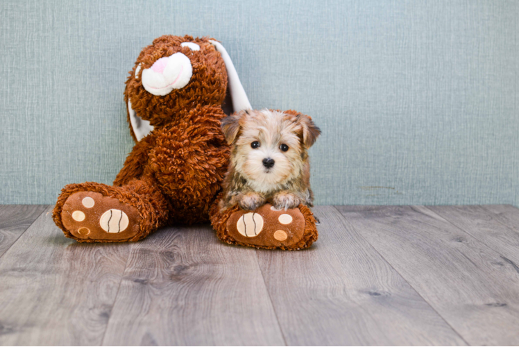 Hypoallergenic Yorkie Designer Puppy