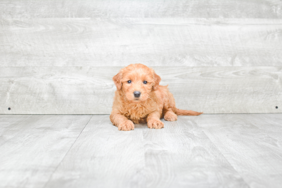 Funny Mini Goldendoodle Poodle Mix Pup