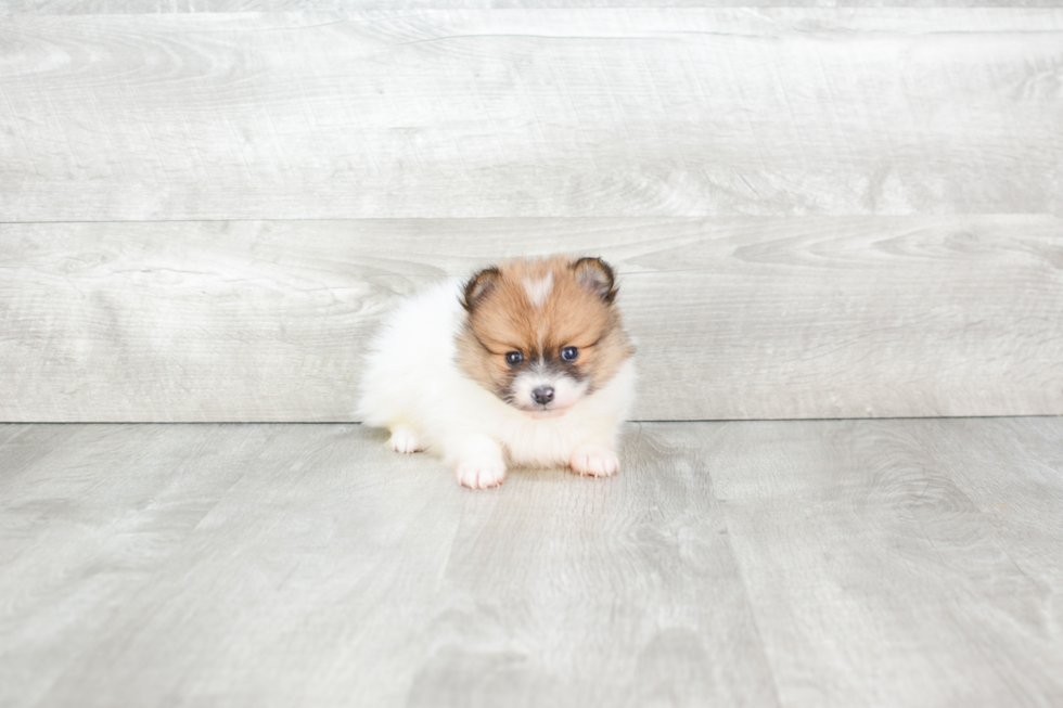 Pomeranian Pup Being Cute