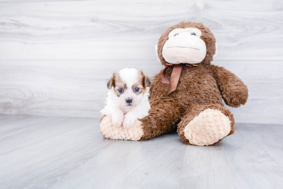 Teddy Bear Pup Being Cute