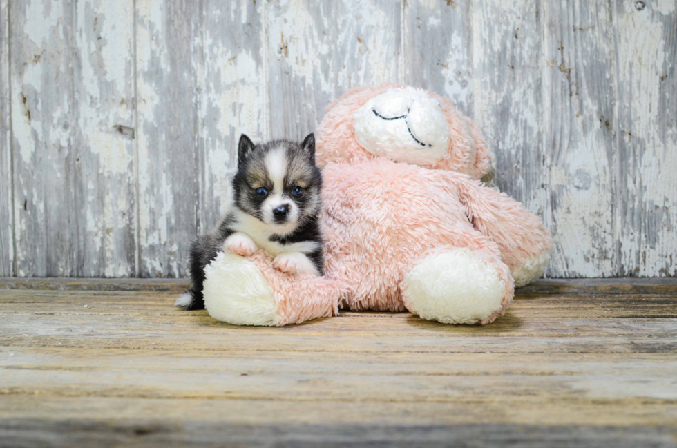 Petite Pomsky Designer Pup