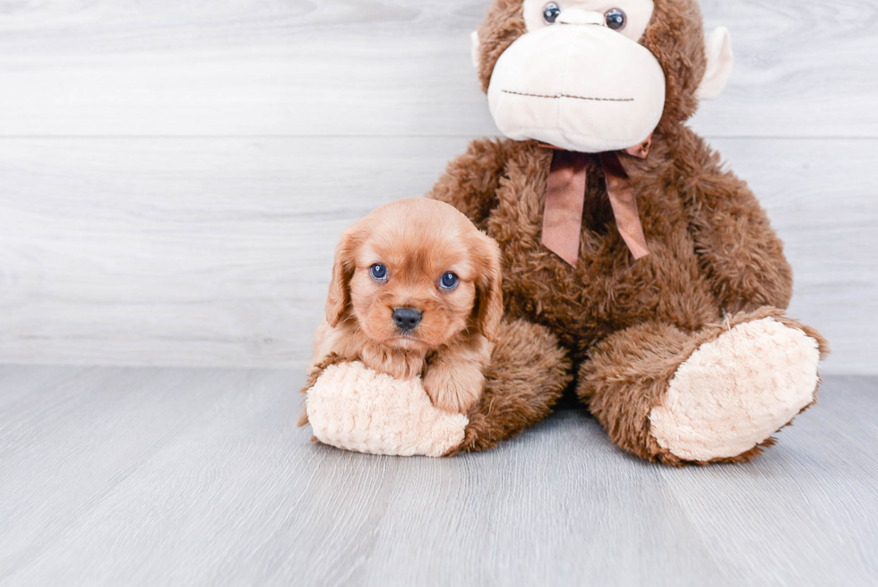 Best Cavalier King Charles Spaniel Baby