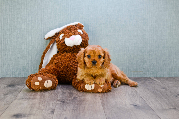 Hypoallergenic Cavalier King Charles Spaniel Purebred Pup