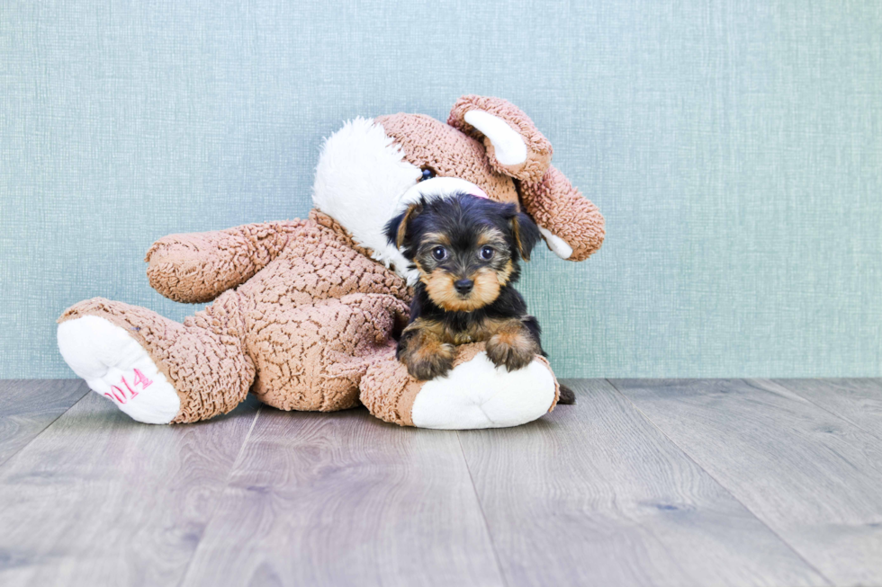 Meet Twinkle - our Yorkshire Terrier Puppy Photo 