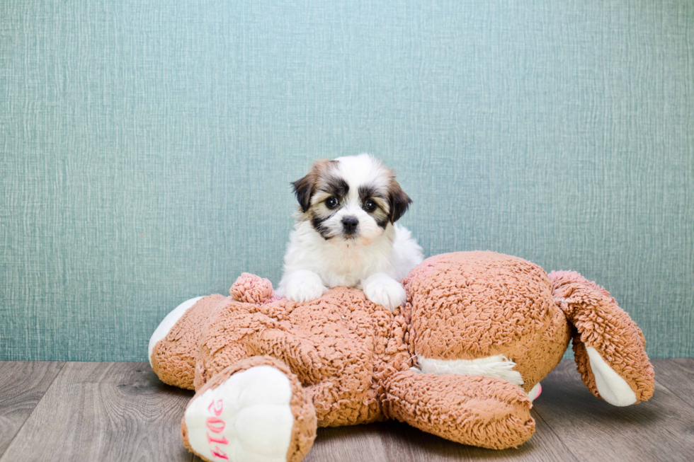 Fluffy Teddy Bear Designer Pup