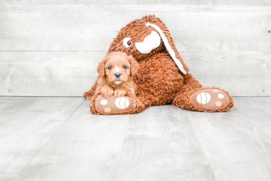 Best Cavapoo Baby