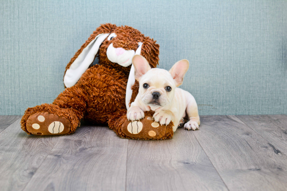 Akc Registered French Bulldog Baby