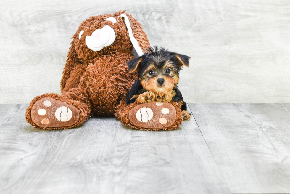 Meet Capone - our Yorkshire Terrier Puppy Photo 