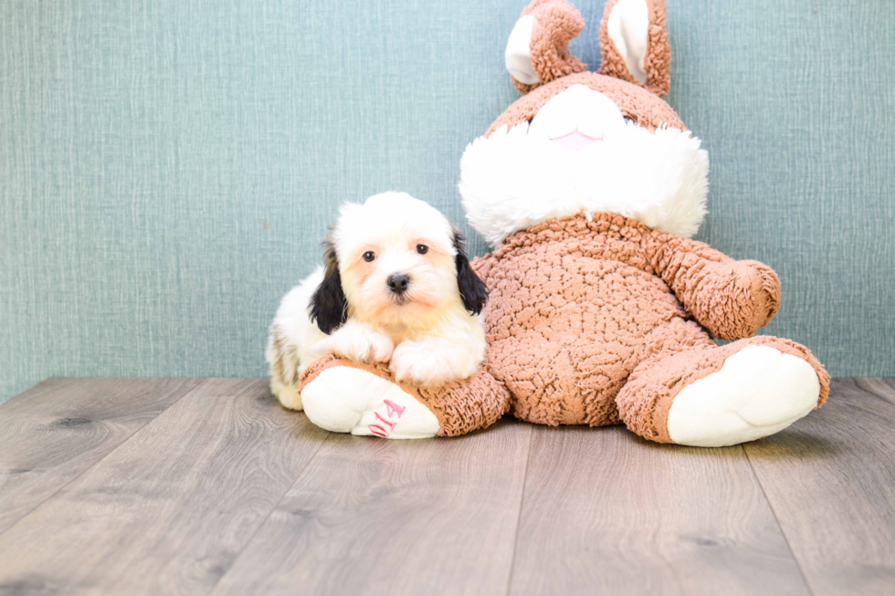 Energetic Havanese Purebred Puppy