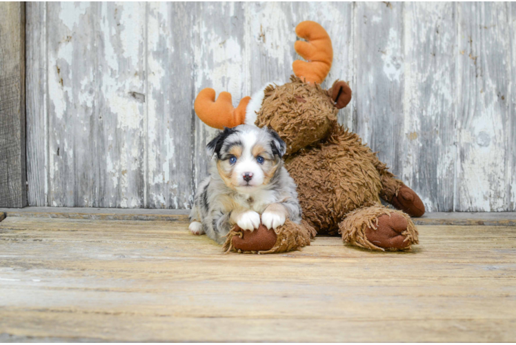 Little Aussiepoo Poodle Mix Puppy