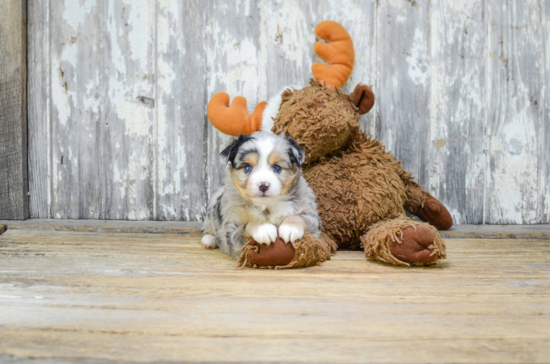 Little Aussiepoo Poodle Mix Puppy