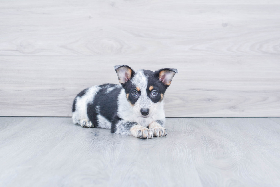 Cowboy Corgi Pup Being Cute