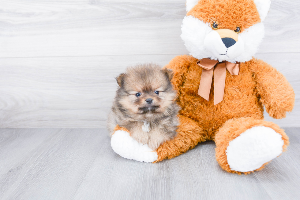 Popular Pomeranian Baby