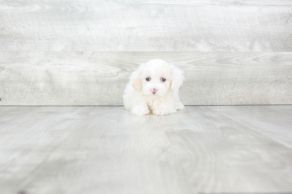 Maltipoo Pup Being Cute