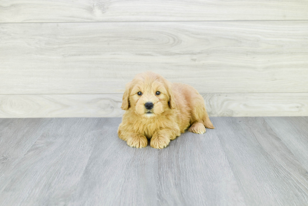 Mini Goldendoodle Puppy for Adoption