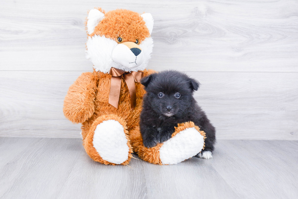 Best Pomeranian Baby