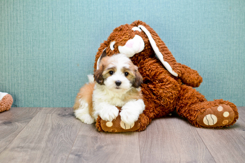 Adorable Havanese Purebred Puppy