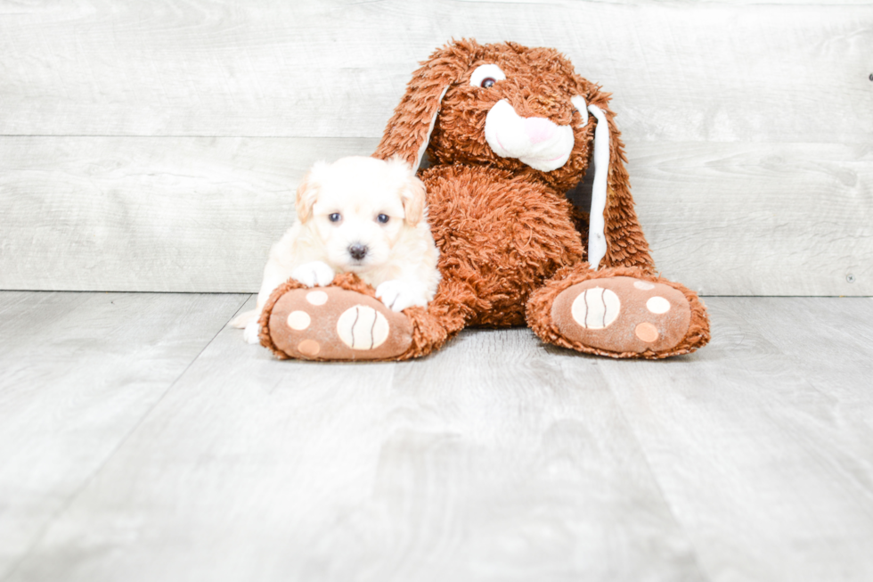 Energetic Maltese Poodle Poodle Mix Puppy