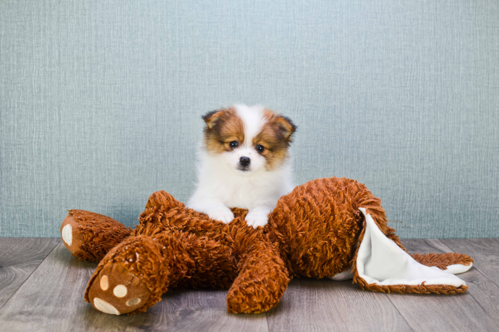 Pomeranian Pup Being Cute