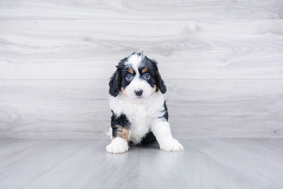 Little Mini Berniedoodle Poodle Mix Puppy