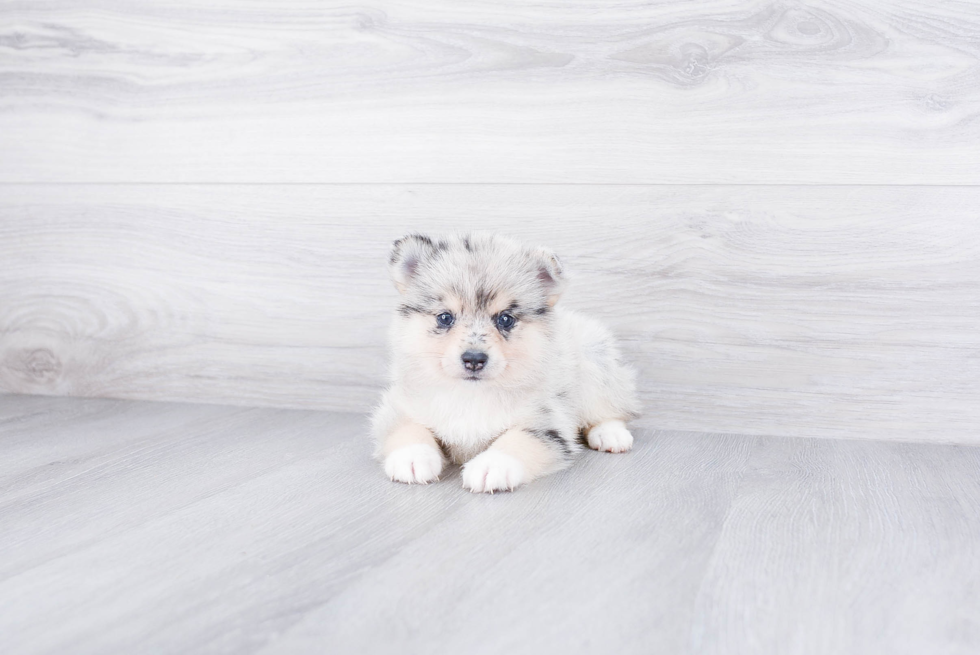 Sweet Pomsky Baby