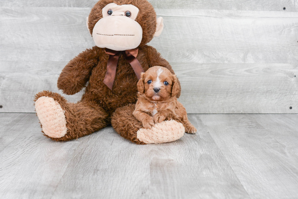 Petite Cavapoo Poodle Mix Pup