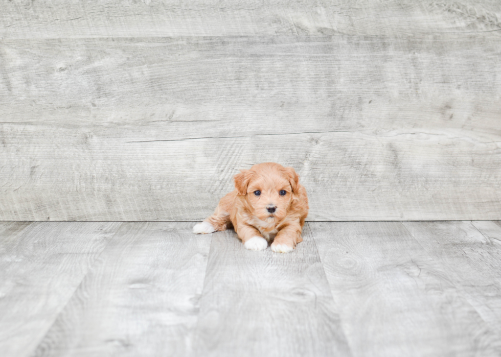 Maltipoo Pup Being Cute