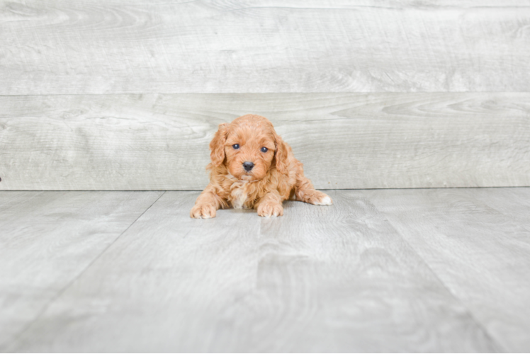 Little Cavoodle Poodle Mix Puppy