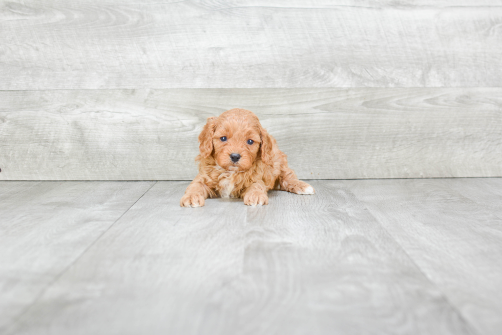 Little Cavoodle Poodle Mix Puppy